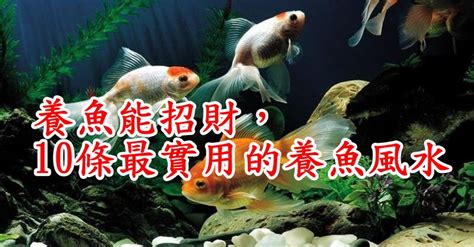 魚的數量 風水|養魚能招財，10條最實用的養魚風水（你一定要知道）。